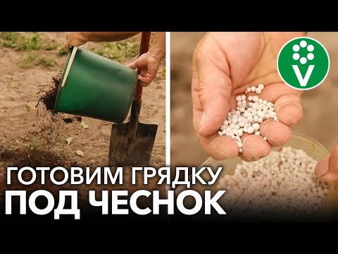 Видео: ЧТО ВНЕСТИ В ГРЯДКУ ПОД ОЗИМЫЙ ЧЕСНОК, ЧТОБЫ ОН ВЫРОС КРУПНЫМ И ВКУСНЫМ? Советы агронома