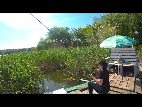 Видео: ДИКИЙ Кльов Крупного КАРАСЯ на ЧАСНИКОВІ Зернові / рибалка на карася