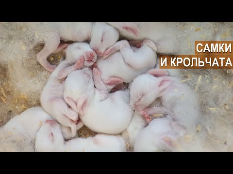 Видео: Самки с крольчатами. Содержание и кормление. Кроликоферма Александра Воронкова.