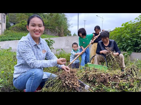Видео: Семья копала арахис, трое братьев и сестер работали вместе и немного поссорились.