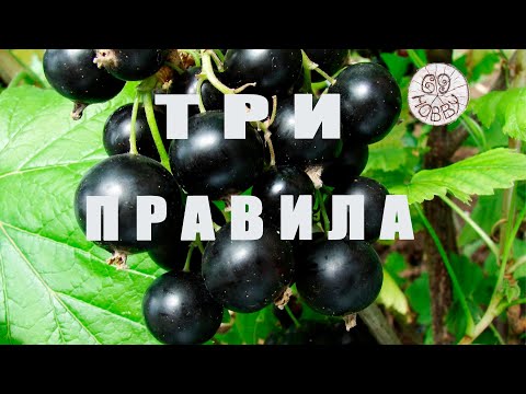 Видео: ТРИ ПРАВИЛА ЧЁРНОЙ СМОРОДИНЫ после сбора ягод! Закладываем будущий УРОЖАЙ!