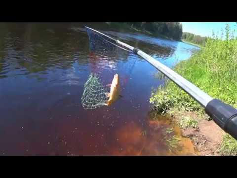 Видео: Супер Клёв Сырти в Июне на Реке Луга. Лучшая Рыбалка за Сезон.