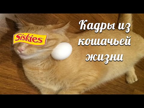 Видео: Кадры из кошачьей жизни [RYTP]
