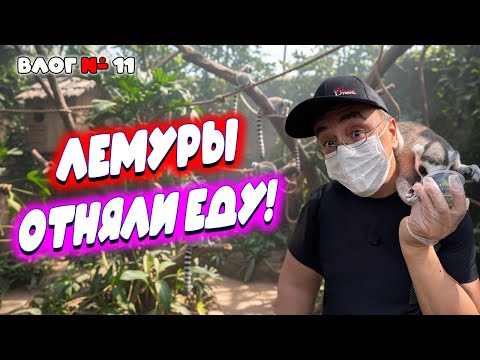 Видео: Видео к завтраку из Таиланда 🇹🇭 Лемуры-хулиганы, ленивые капибары и сытые жирафы | Зоопарк Кхао Кхео