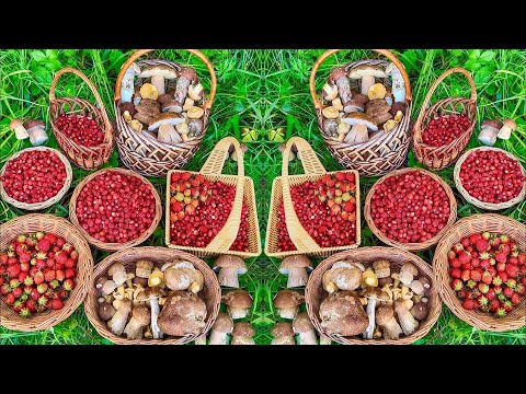 Видео: Грибники В ШОКЕ, попав В ЭТОТ лес‼️ БЕЛЫЕ ГРИБЫ и ЗЕМЛЯНИКА усеяны ЗДЕСЬ! Лисички Подберезовики 2025