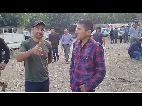 Видео: Молбозори Панчакент чоршанбе бозор нарху наво 13 08 2025.