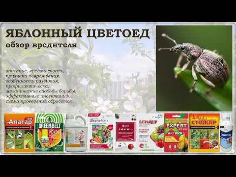 Видео: Яблонный цветоед - обзор вредителя: описание, меры профилактики, средства борьбы, схема обработок