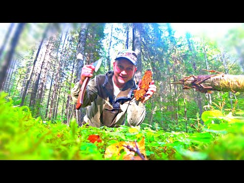 Видео: Медведь землерой. Мухоморчики грибочки. Выход за чагой.