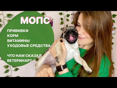 Видео: МОПС МАТИЛЬДА🦴 Почему ещё 6 недель нельзя гулять? Корм, прививки, уход и первый поход к ветеринару