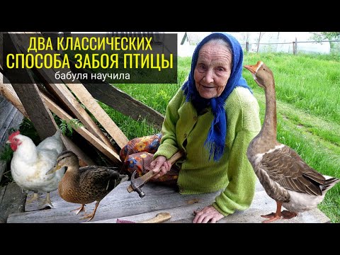 Видео: Забой КУРИЦЫ | ПЕТУХА | БРОЙЛЕРА | УТКИ | ГУСЯ / Два классических способа, бабуля научила