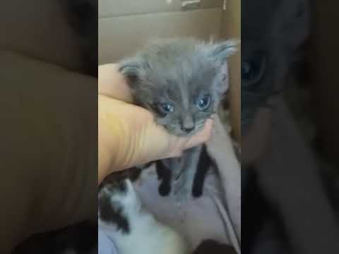 Видео: SОS!!! ПОЖАЛУЙСТА🙏🏼, ПОМОГИТЕ СПАСТИ ❤🐈🐈🐈❤!🙏🏼🙏🏼🙏🏼