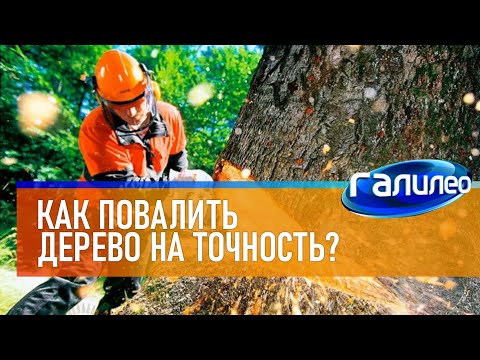 Видео: САМЫЙ ПЕРВЫЙ СЮЖЕТ Галилео 🌲 Как повалить дерево на точность?