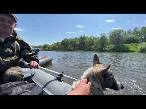 Видео: Луна на золотом Китате
