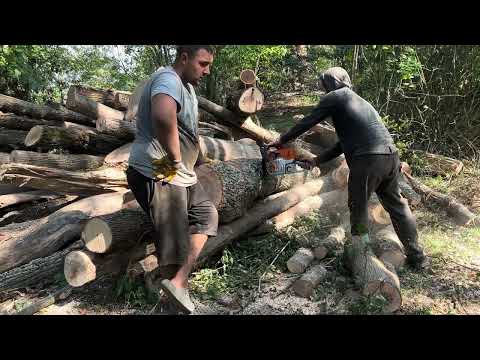 Видео: 16 вересня 2023 р.🌲STIHL MS462C-M💪💪💪👍