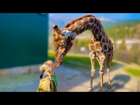 Видео: КЛАСС!!! Жираф Мэлли целует Татьяну Ивановну! Любовь животных в СКАЗКЕ к сотрудникам БЕЗГРАНИЧНА!