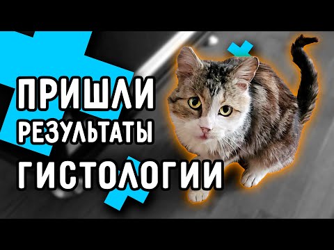 Видео: Пришел результат гистологии опухоли кота Кузи. Чипируем собак. У Вилли дикий страх улицы.