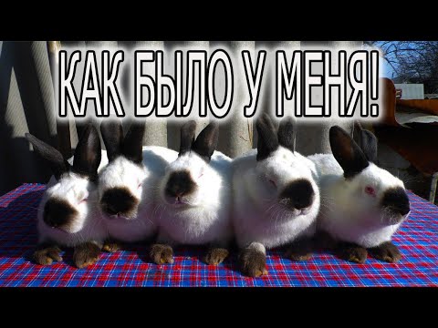 Видео: КАЛИФОРНИЙСКИЙ КРОЛИК , МОЙ ОПЫТ И ОШИБКИ!