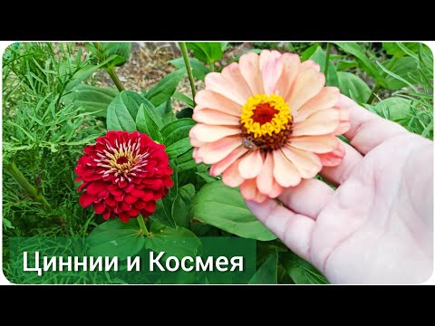 Видео: Цветник без хлопот: Цинния и космея. Сеем сразу в грунт, без рассады!