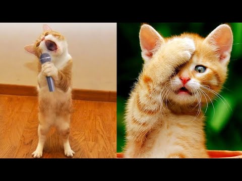 Видео: 30 МИНУТ 😭😂 Не могу перестать смотреть на эти УМОРИТЕЛЬНЫЕ КОШАЧЬИ ПРОВАЛЫ 🤪