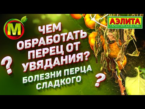 Видео: Перцы Перестали Расти? Увядание Сладкого Перца.