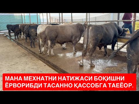 Видео: 🇰🇬ҚИРҒИСТОН ВА НАСИЛДОР СЕМИЗ БУҚАЛАР АРЗОН НАРХЛАРДА ДЕХҚОНДАН СОТИЛАДИ. 