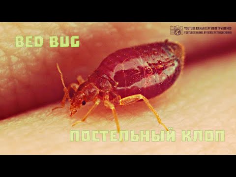 Видео: О постельных клопах. ❤ С любовью ❤ // Clever Cricket