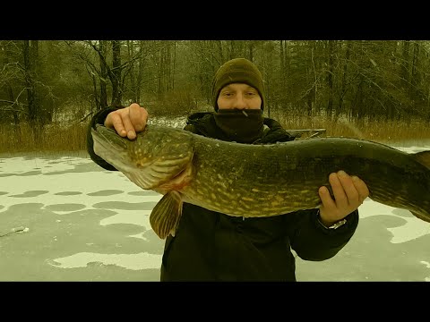 Видео: Щука не лезет в лунку  Лучшая рыбалка на жерлицы
