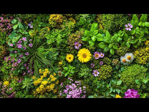 Видео: Природа нарисовала это для вас 🍀 Музыка для глубокой релаксации, внутреннего исцеления и эмоциона...