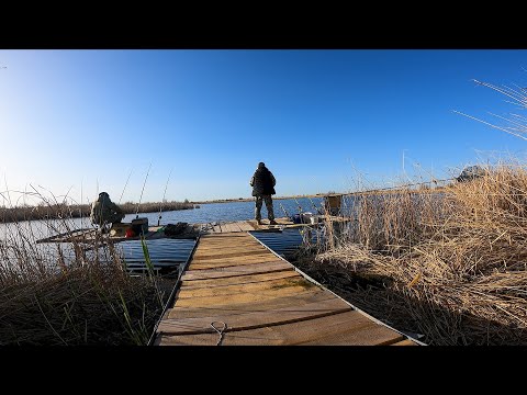 Видео: ЭТО ПРОСТО КАЙФ , САЗАНЫ ПРУТ как ПАРОВОЗ ! РЫБАЛКА на ДОНКУ и НА ПОПЛАВОК !