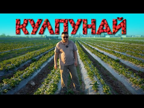 Видео: 40 ГЕКТАР кулпунай өстүргөн дыйканга кандай суроолорду беребиз?  Агролайф. Клубника
