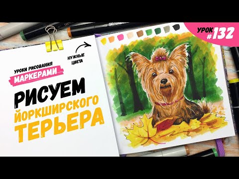 Видео: Как нарисовать йоркширского терьера? / Видео-урок по рисованию маркерами #132
