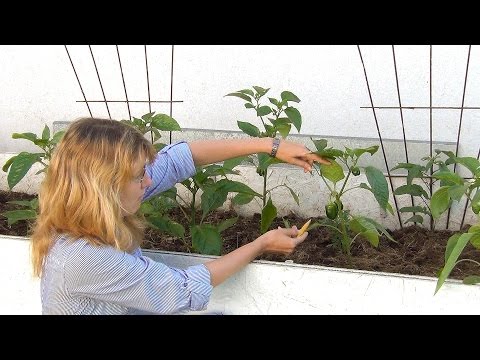 Видео: Формирование сладкого перца