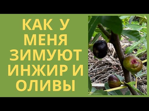 Видео: Укрываю инжир, гранат, оливы на зиму