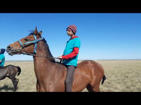 Видео: тай бәйге Көксала ауылы