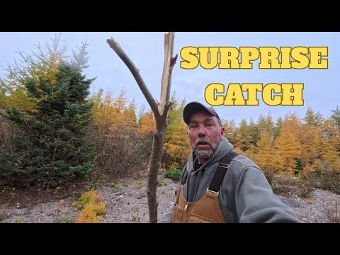 Видео: Trapping 2025 эпизод 2