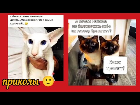Видео: Лежать — это тоже вклад в стабильность. Особенно на клавиатуре приколы и смешные картинки 