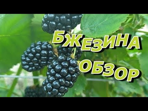 Видео: Бжезина. Обзор сорта