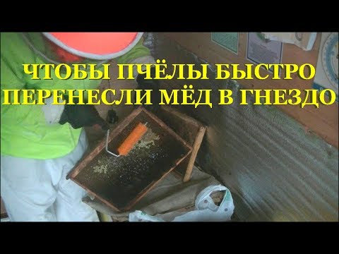 Видео: 🍯 Чтобы пчёлы быстро перенесли мёд в гнездо 🍯