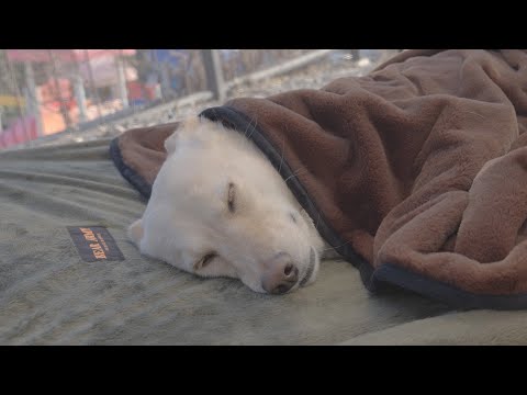 Видео: Весна зимой? Кемпинг с собакой в ​​идеальную погоду