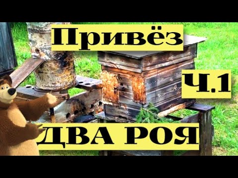 Видео: ПОЙМАЛ СРАЗУ ДВА РОЯ!. Везу ловушки из леса на пасеку. Часть 1 #25