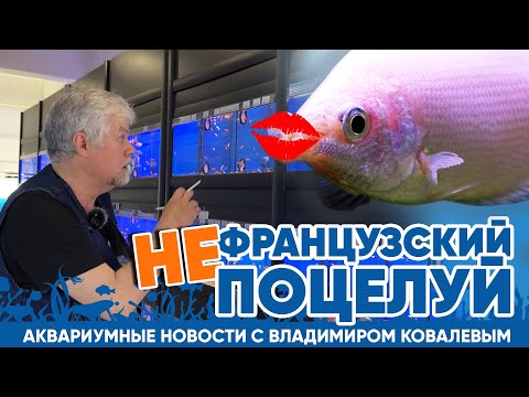 Видео: Новости аквариумного магазина с Владимиром Ковалевым (31.05.24). неФРАНЦУЗСКИЙ поцелуй.