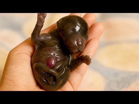 Видео: Этот малыш 🐶 был без мамы с рождения, и я вырастил его из бутылочки. 🐶🐕❤😘🥰