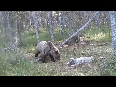 Видео: Росомаха,медведь,волк реакция на мёртвого волка.