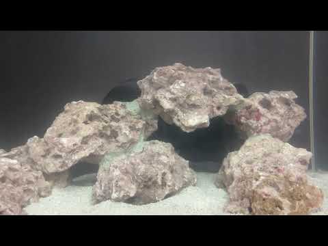 Видео: Запуск морского аквариума с нуля