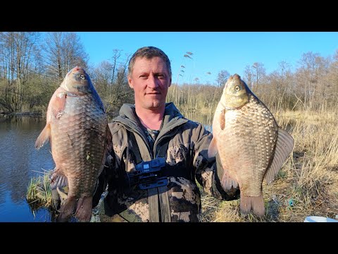 Видео: Поплавок! КИЛОГРАММОВЫЕ КАРАСИ на каждом забросе!!!
