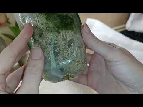 Видео: Орхораспаковка, возможный Джекпот и Цветоносики