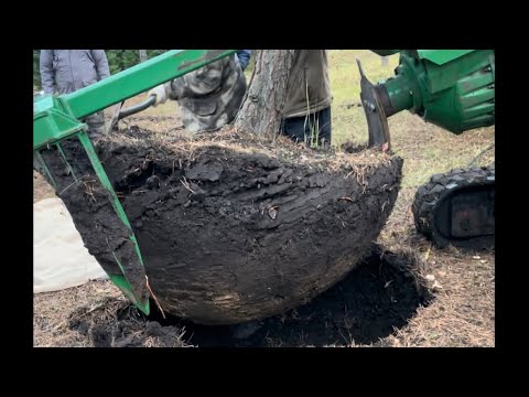 Видео: В питомнике Ярус копаем сосну об крупномер, ком 130 см. 