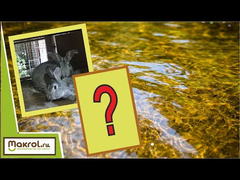 Видео: На дне крольчатника я обнаружил золото. Макляк. Макрол. Анонс стрима "Золотые говноеды"