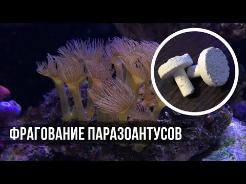 Видео: Паразоантусы (фрагование) | Морской аквариум