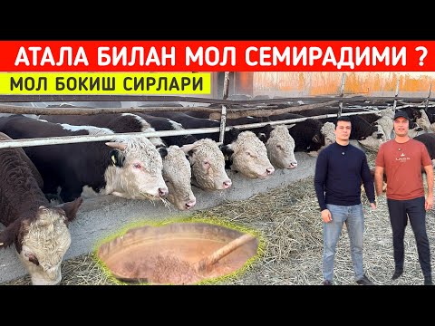 Видео: МОЛ БОКИШ СИРЛАРИ АТАЛА БИЛАН МОЛ СЕМИРАДИМИ ?  ХОРАЗМ БОЗОР 
